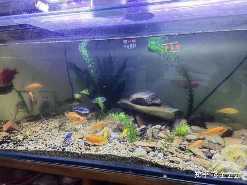 推薦幾款性價比高的龍魚缸：2025年高性價比龍魚缸品牌排行榜京東龍魚缸排行榜 推薦幾款性價比高的龍魚缸：2025年高性價比龍魚缸品牌排行榜京東龍魚缸排行榜 龍魚百科 第4張