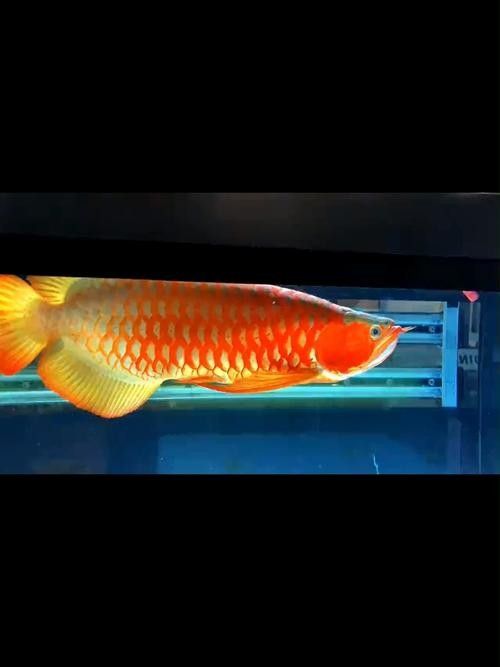 有沒有現成的紅龍魚高清壁紙推薦？：紅龍魚高清壁紙推薦