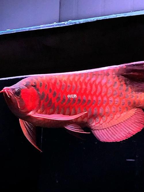 有沒有現成的紅龍魚高清壁紙推薦？：紅龍魚高清壁紙推薦