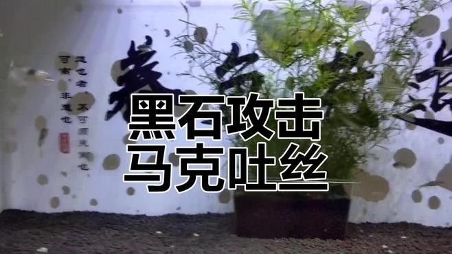如何判斷黑食魚是否適合混養：判斷黑食魚是否適合混養需要綜合考慮生物學特性和實驗分析