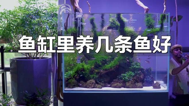 龍魚魚缸配魚的最佳數量是多少：魚缸配魚的最佳數量取決于多個因素，龍魚魚缸配魚的最佳數量取決于多個因素