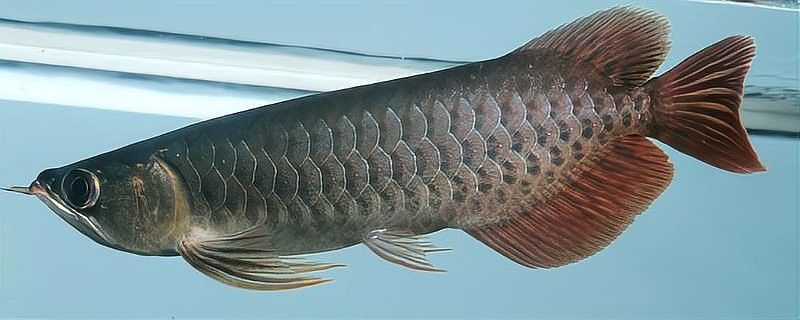 紅龍魚游動緩慢如何治療：紅龍魚游動緩慢可能由多種因素引起紅龍魚游動緩慢的原因
