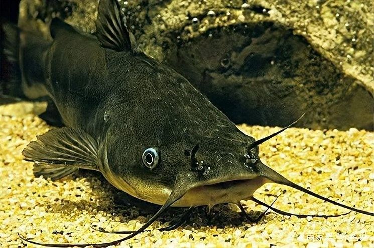 如何判斷龍魚和貓魚是否適應：判斷龍魚和貓魚是否適應新環(huán)境
