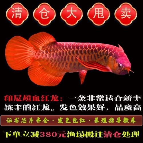 紅金龍魚的市場價格是多少？：紅金龍魚的市場價格