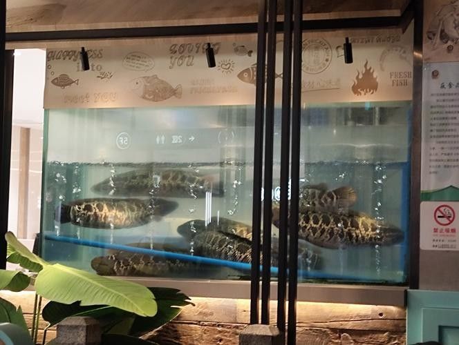 水城哪個水族館龍魚好？祥龍魚場龍魚：城哪個水族館的龍魚好廣州龍魚祥龍魚場是一個值得一游的水族世家