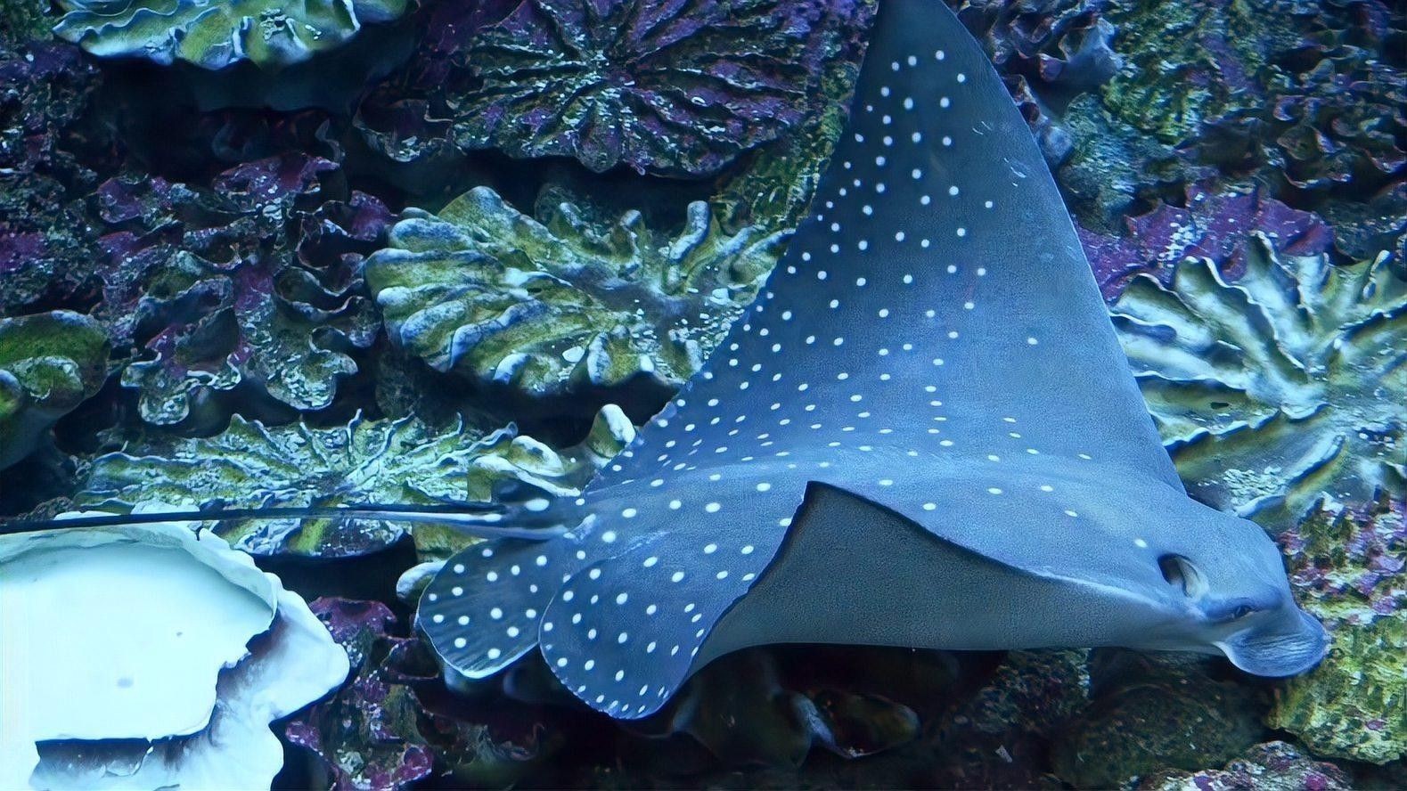 龍魚缸寬5厘米能養(yǎng)嗎？，5厘米寬的魚缸能養(yǎng)什么魚， 龍魚缸寬5厘米能養(yǎng)嗎？，5厘米寬的魚缸能養(yǎng)什么魚， 龍魚百科 第1張