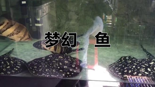 有哪些魟魚(yú)品種適合混養(yǎng)：養(yǎng)魟魚(yú)是一種流行的水族箱養(yǎng)殖方法