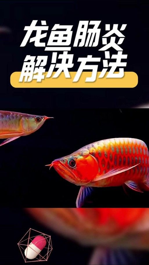 如何預防龍魚腸炎？：)齊家龍魚得了腸炎該怎么辦氧寵博士