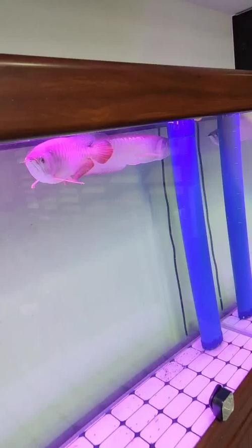 西安哪個水族館龍魚好？祥龍魚場龍魚：西安華夏文旅海洋公園的龍魚品種有哪些祥龍魚場有哪些
