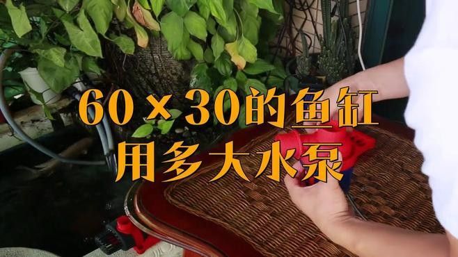 60的魚缸養龍魚需要多大的功率過濾器：60厘米魚缸過濾器功率如何選擇公式