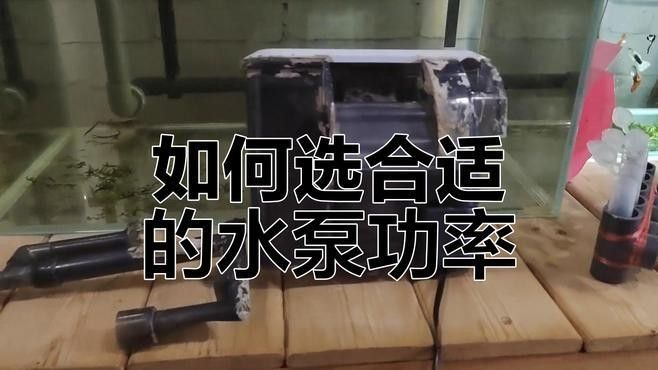 60的魚缸養龍魚需要多大的功率過濾器：60厘米魚缸過濾器功率如何選擇公式