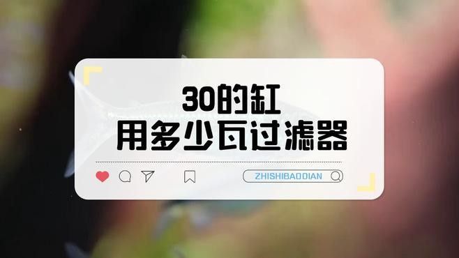 60的魚缸養龍魚需要多大的功率過濾器：60厘米魚缸過濾器功率如何選擇公式