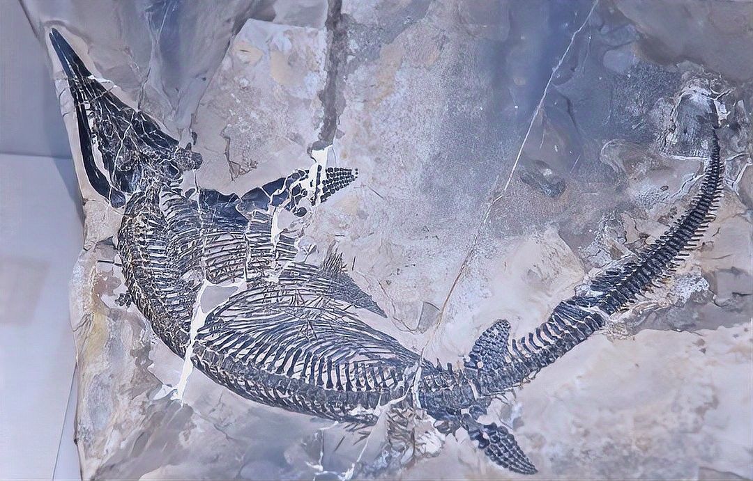 如何保護巢湖龍魚化石：保護巢湖龍魚化石