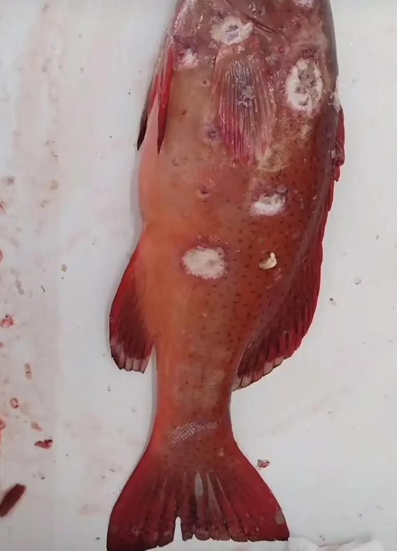 如何預(yù)防龍魚(yú)感染細(xì)菌性爛鰓病？：如何預(yù)防龍魚(yú)感染細(xì)菌性爛鰓病