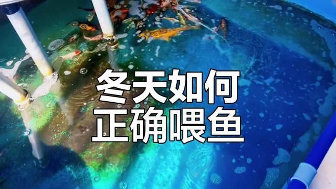 紅龍魚冬季喂食注意事項：紅龍魚冬季養(yǎng)魚喂食技巧，掌握這4個“投喂密碼” 紅龍魚冬季喂食注意事項：紅龍魚冬季養(yǎng)魚喂食技巧，掌握這4個“投喂密碼” 龍魚百科 第2張