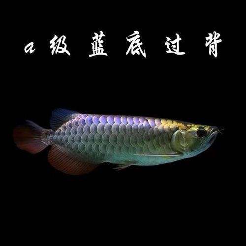 哪里可以購買到純血統的金龍魚：北京朝陽龍魚電話金龍魚觀賞魚購買途徑及選購建議