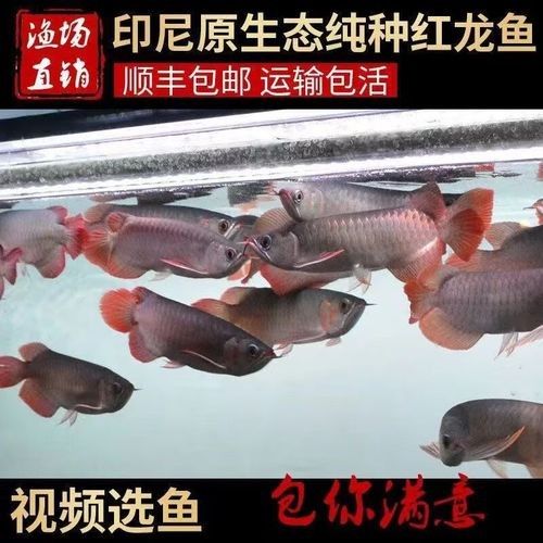哪里可以購買到純血統的金龍魚：北京朝陽龍魚電話金龍魚觀賞魚購買途徑及選購建議