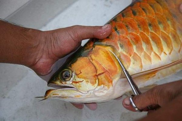 紅龍魚鰓病如何治療：復禾健康，魚紅腮病怎么治療
