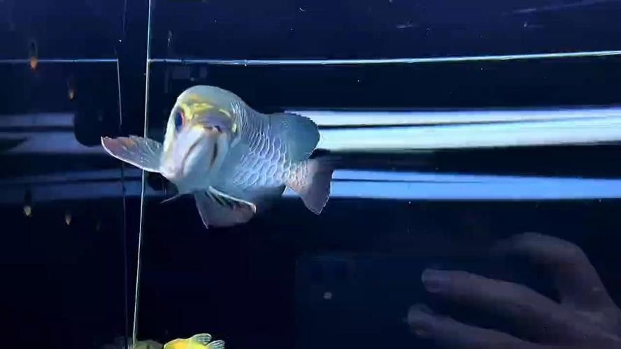 藍底高背金龍魚適合新手嗎？：藍底高背金龍魚怎么選藍底高背金龍魚飼養(yǎng)全攻略