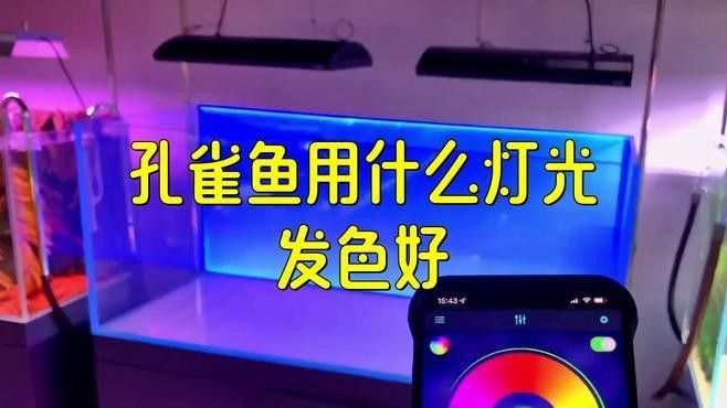 孔雀龍魚(yú)如何發(fā)色？：孔雀魚(yú)的發(fā)色機(jī)制