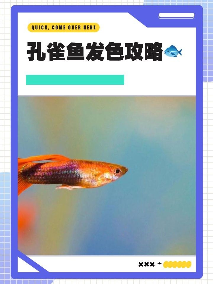 孔雀龍魚(yú)如何發(fā)色？：孔雀魚(yú)的發(fā)色機(jī)制
