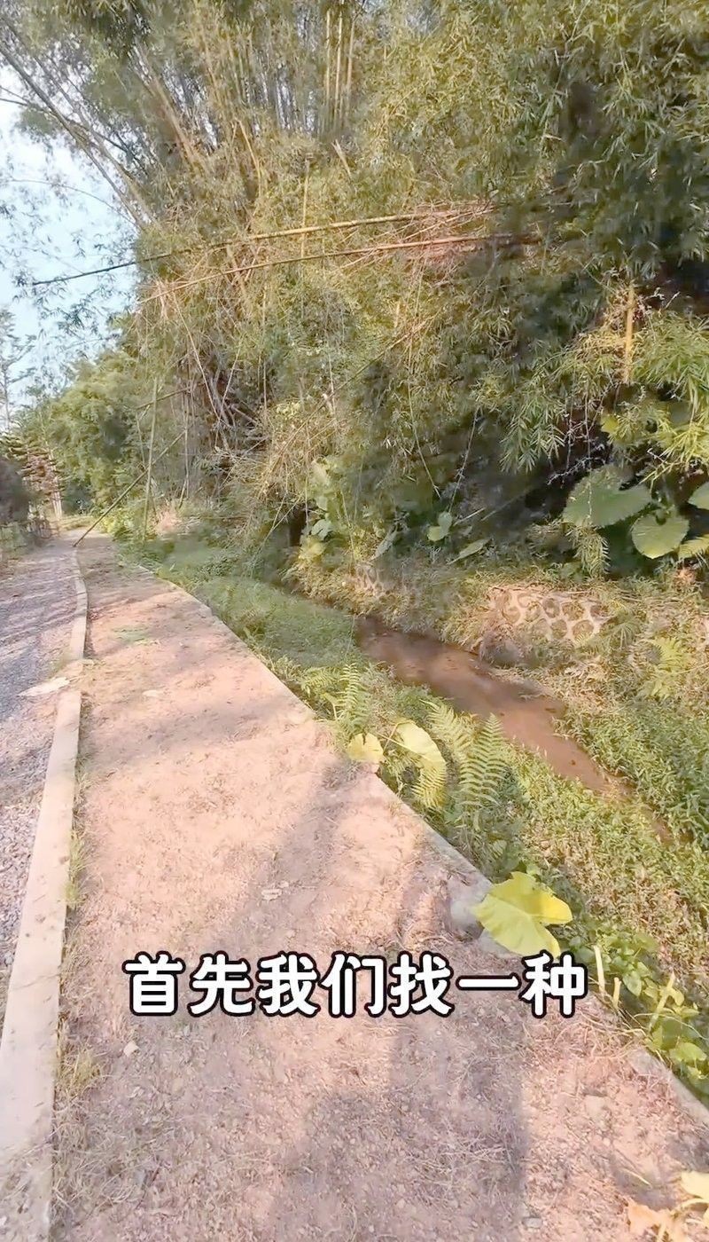 雷龍魚的最佳釣法：小水釣魚雷龍路亞新手必學技巧一分鐘搞定小潤肌手記 雷龍魚的最佳釣法：小水釣魚雷龍路亞新手必學技巧一分鐘搞定小潤肌手記 龍魚百科 第8張