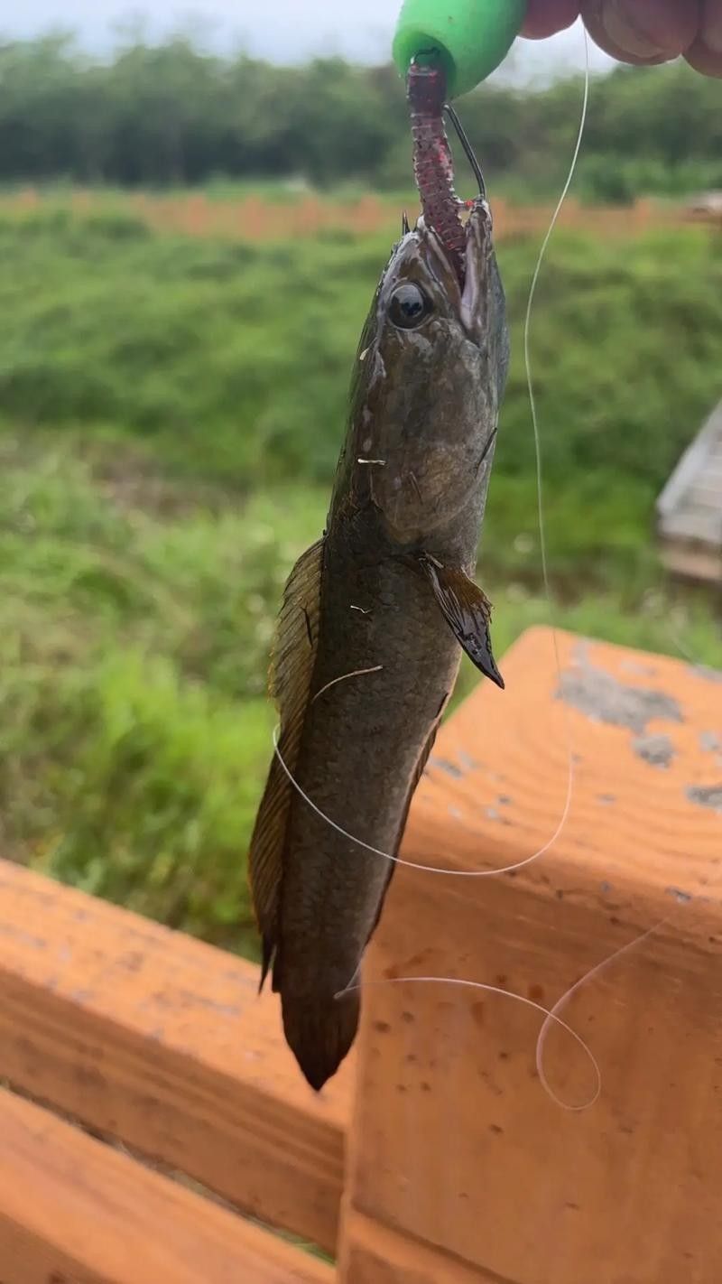 雷龍魚的最佳釣法：小水釣魚雷龍路亞新手必學技巧一分鐘搞定小潤肌手記 雷龍魚的最佳釣法：小水釣魚雷龍路亞新手必學技巧一分鐘搞定小潤肌手記 龍魚百科 第4張