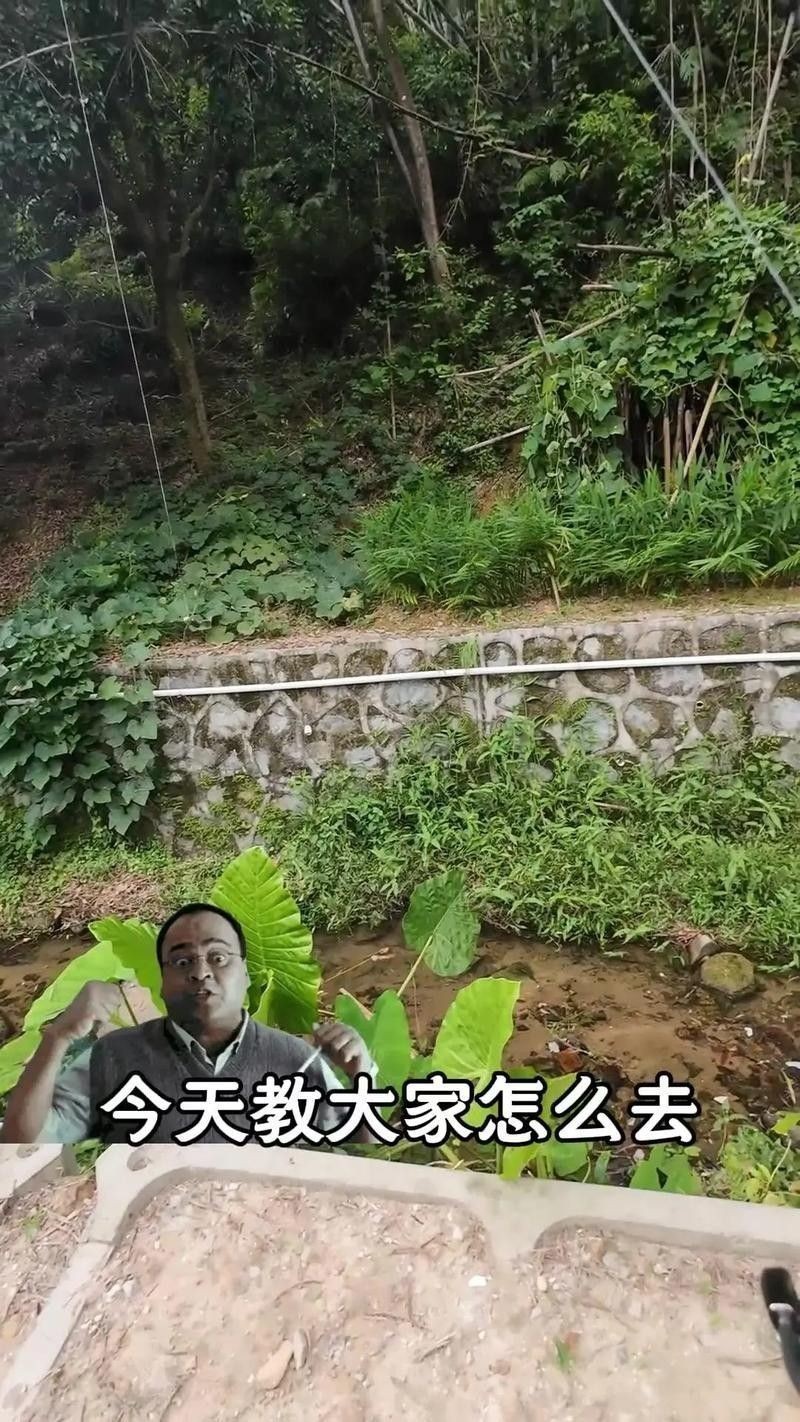 雷龍魚的最佳釣法：小水釣魚雷龍路亞新手必學技巧一分鐘搞定小潤肌手記 雷龍魚的最佳釣法：小水釣魚雷龍路亞新手必學技巧一分鐘搞定小潤肌手記 龍魚百科 第3張
