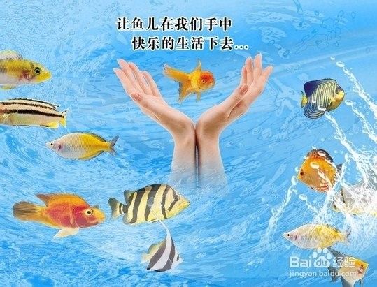 如何科學地進行龍魚放生：科學放生龍魚需兼顧生態保護與物種特性以下關鍵要點