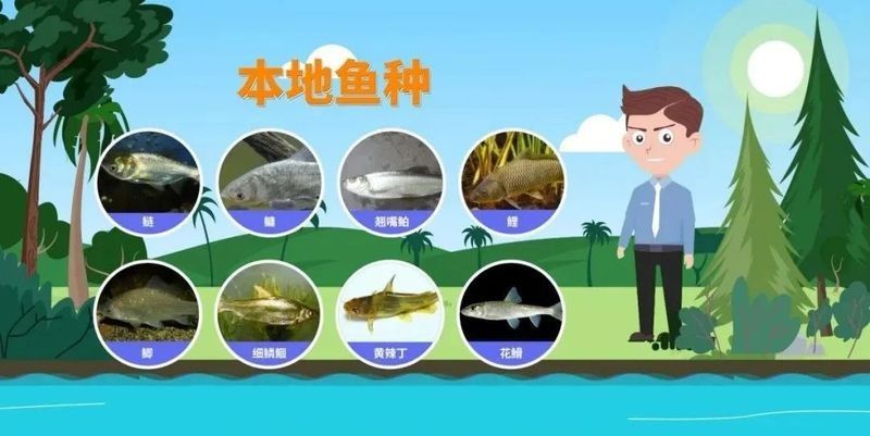 如何科學地進行龍魚放生：科學放生龍魚需兼顧生態保護與物種特性以下關鍵要點
