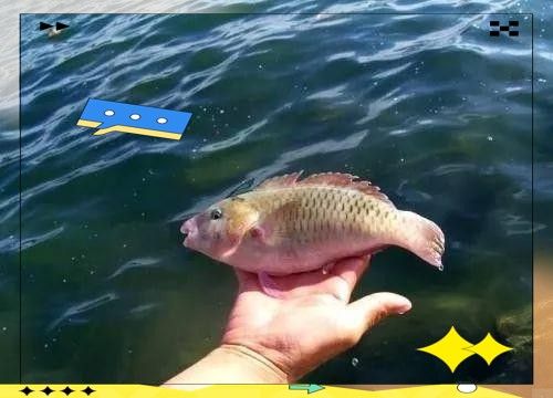 如何科學地進行龍魚放生：科學放生龍魚需兼顧生態保護與物種特性以下關鍵要點