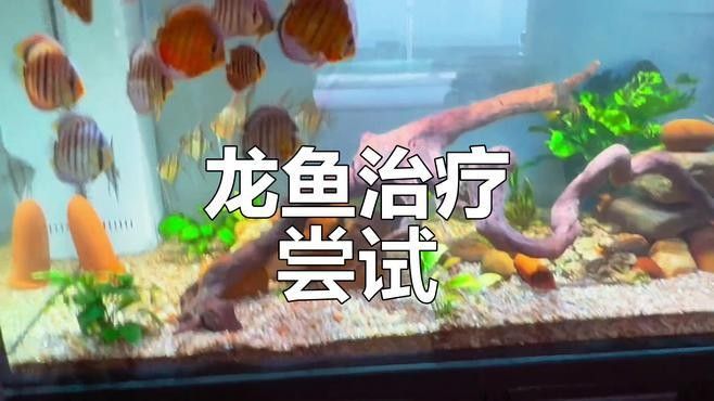 龍魚治療藥哪個品牌口碑最好：\
