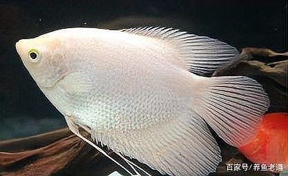哪些工具魚會攻擊曼龍？：愛養love寵物，主動攻擊其他魚類的幾種常見觀賞魚