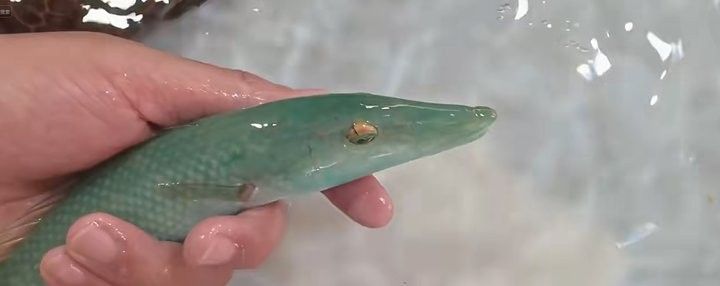 過江龍魚有哪些品種？：中國特有的過江龍魚，體重可達5-10公斤，網友：吃不起貍貓之一