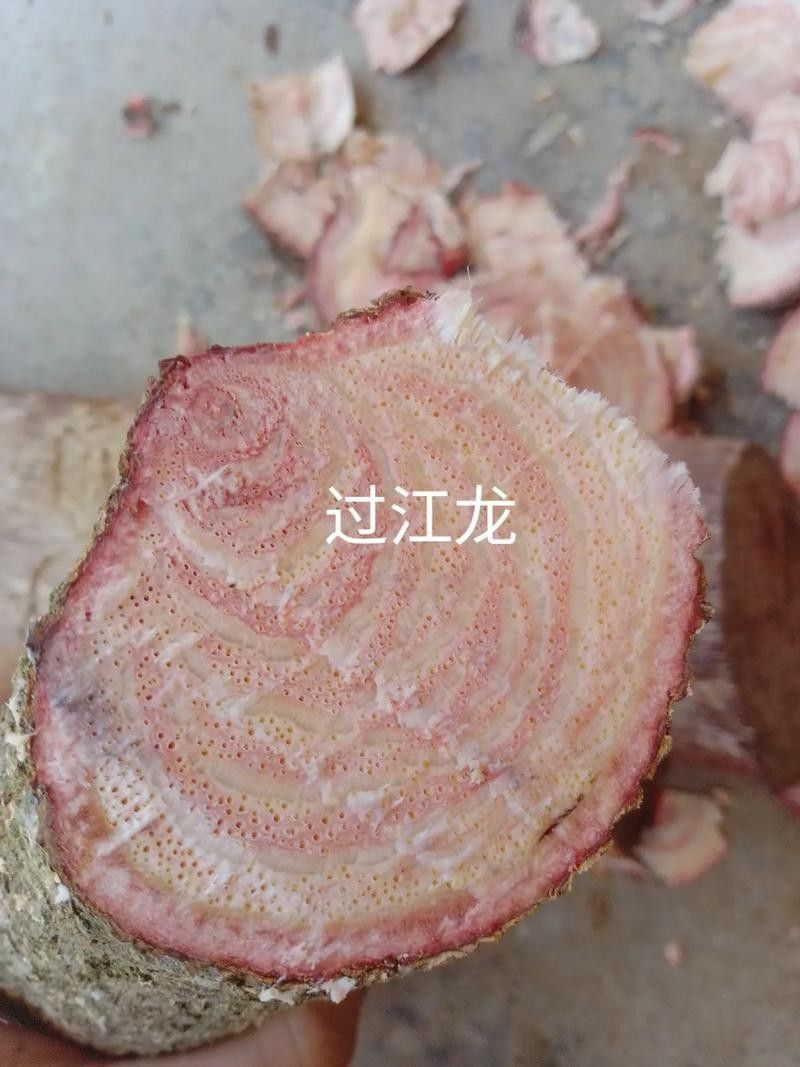 過江龍魚有哪些品種？：中國特有的過江龍魚，體重可達5-10公斤，網友：吃不起貍貓之一