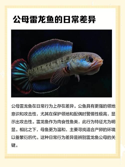 如何區分雌雄雷龍魚？：雄雷龍魚和雌雷龍魚的區別