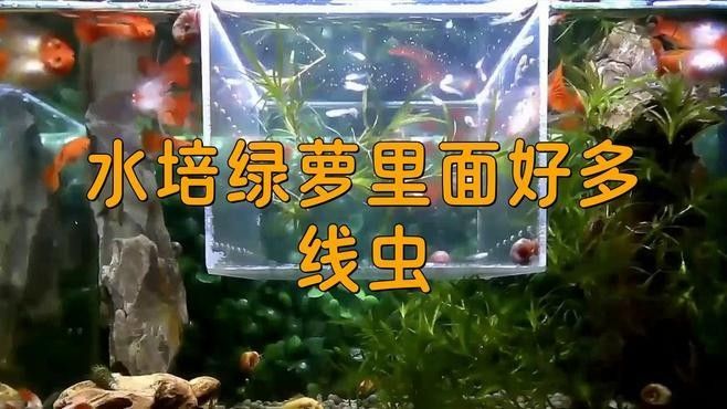 如何確保活餌無寄生蟲？：如何確保活餌無寄生蟲