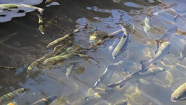 如何確保活餌無寄生蟲？：如何確保活餌無寄生蟲