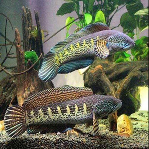雷龍魚苗價格是多少：雷龍魚苗價格因地區、季節和供應量的不同而有所差異