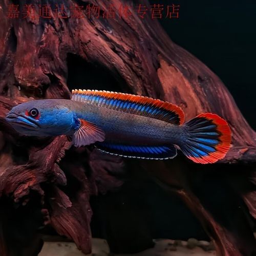 雷龍魚苗價格是多少：雷龍魚苗價格因地區、季節和供應量的不同而有所差異