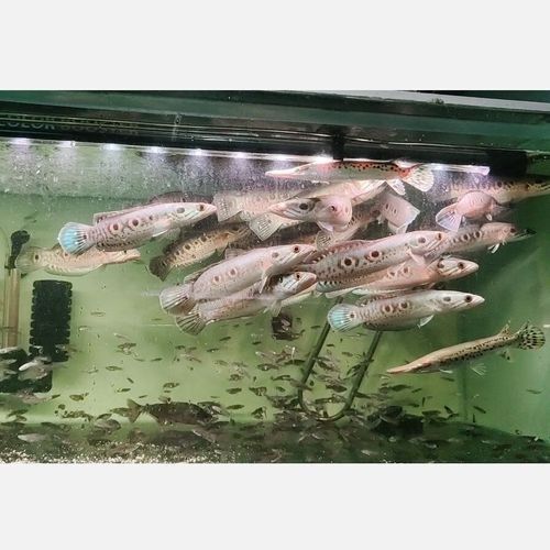 雷龍魚苗價格是多少：雷龍魚苗價格因地區、季節和供應量的不同而有所差異