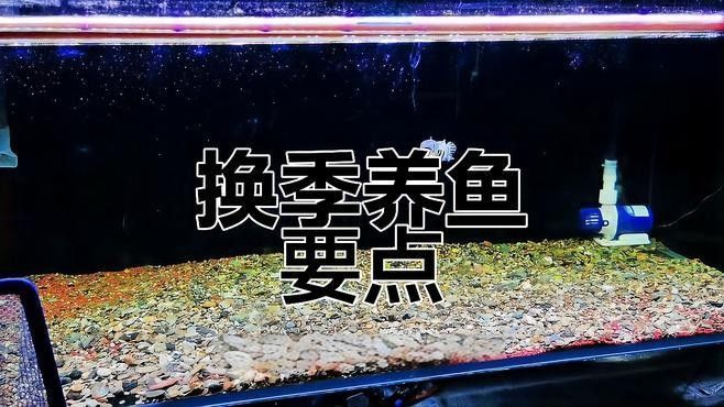 雷龍魚冬季換水注意事項：雷龍魚冬季換水時需要注意以下幾點，養魚新手常犯3個錯誤