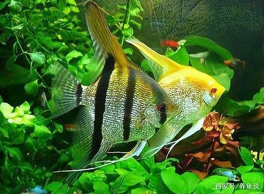 雷龍魚冬季換水注意事項：雷龍魚冬季換水時需要注意以下幾點，養魚新手常犯3個錯誤