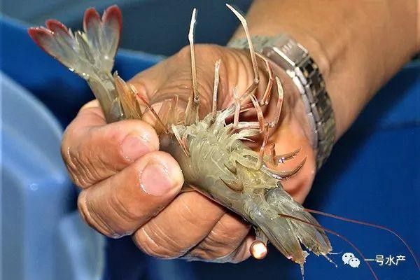 丁香酚麻醉龍魚有哪些注意事項：丁香酚麻醉魚安全用量速查散懷selina旺一丘