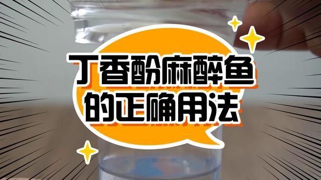 丁香酚麻醉龍魚有哪些注意事項：丁香酚麻醉魚安全用量速查散懷selina旺一丘