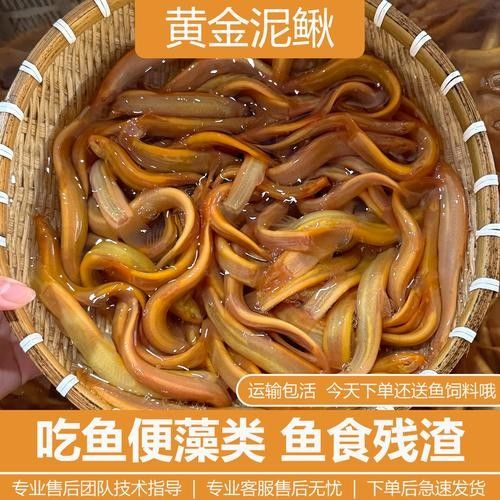 黃金鰍的價格是多少：黃金鰍的價格是多少，
