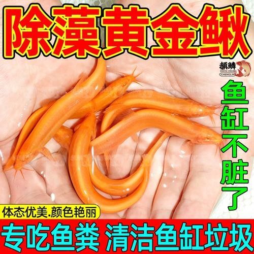 黃金鰍的價格是多少：黃金鰍的價格是多少，