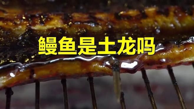 如何區(qū)分土龍和海鰻？：土龍和海鰻的區(qū)別