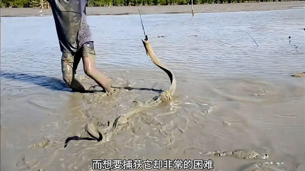如何區(qū)分土龍和海鰻？：土龍和海鰻的區(qū)別