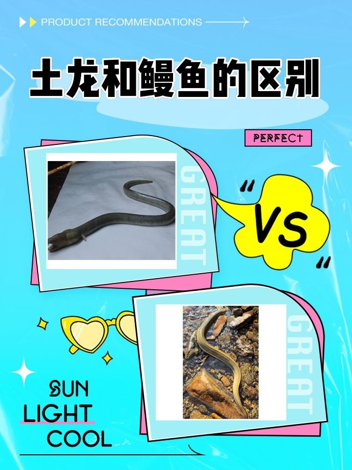 如何區(qū)分土龍和海鰻？：土龍和海鰻的區(qū)別